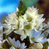 white star of bethlehem flower
